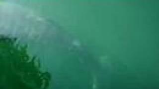 Unknown sea creature filmed in Lake Michigan!