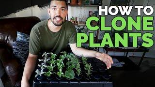 How to Clone Plants: Propagating in an Aeroponic System 101