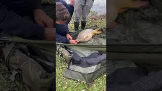 Albans lakes 15 pound ghost carp#big #cool #carpfishing