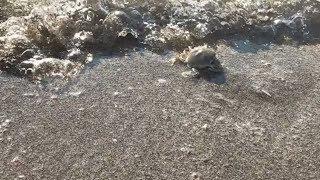 In search of a crab, Mediterranean Sea, Israel