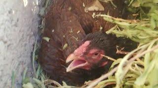 Our Queen Hen Became Broody | Hen | Broody Hen | Unique Pets World