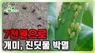 단돈 7천원으로 개미, 진딧물 박멸 가능합니다 ㅣ 진딧물 숙주 개미 박멸 방법 ㅣ 효과 100% 살충 방법