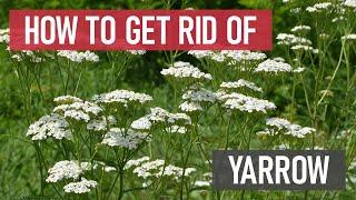 How to Get Rid of Yarrow [DIY Weed Management]