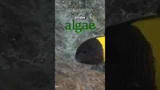 African Cichlids BEST Tank Setup