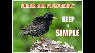 How To Photograph Birds In Your Garden (Beginner's Guide)