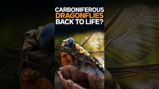 The Giant Dragonflies That Lived In The Carboniferous Period  #shorts