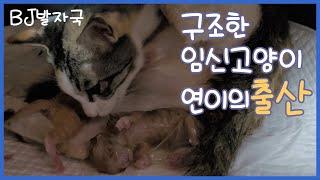 고양이 출산 l 구조한 길고양이 '연이'