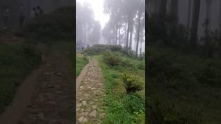 lamahatta forest during monsoon season | darjeeling offbeat spot  #travel #vlog #shorts