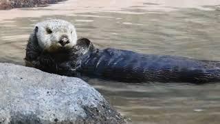 Sea Otter Awareness Week