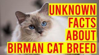 10 Interesting Facts About Birman Cat Breeds/ All Cats