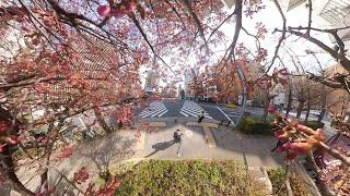 Tokyo’s Cherry Blossom Schedule, Will Sakura  Start Early? (March 2025)