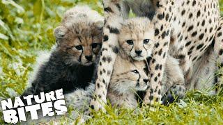 Endangered Cheetah Cubs Born at the Zoo | Nature Bites