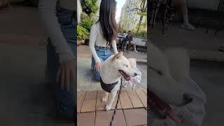 官心你的食衣住行育樂 台中 Dore 多爾法式烘焙 2023年2月1日 White Shiba care about you Food Clothing Housing Transportation