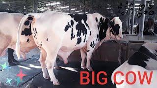 Biggest Holstein Cow In Bangladesh | Big Cow | Cow Videos