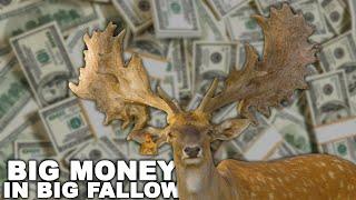 Make HUGE MONEY with FALLOW DEER