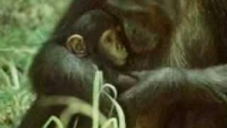 The Great Ape Project