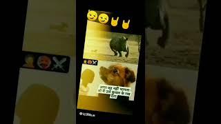 amazing dog  #comedy #shorts #funny #viral #youtubeshorts Somit Patel Videos