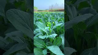 the beauty of a mustard green that can soothe the heart and soul #nature #vegetables #soul