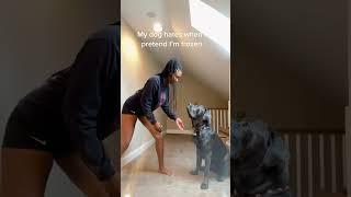 Woman plays prank on dog and he hates it