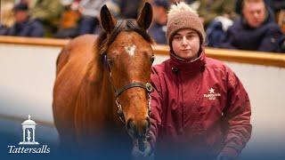 Tattersalls December Foal Sale Day 2 Review 2024