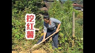 這一口地瓜等一年了，三嫂回到老家就挖地瓜來蒸，粉粉糯糯的真香【農人家三嫂】