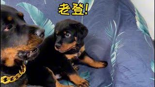 小坨脾气了不得老坨的脾气只针对母老虎#rottweiler #罗威纳 #罗威纳护卫犬 #一坨 #寵物 #pets #向威和一坨