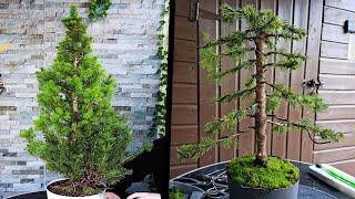 How to Bonsai a White Spruce Tree(Picea Glauca)