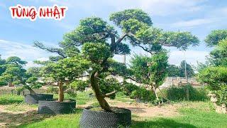 BÁO GIÁ Tùng Nhật Bản  SIÊU KHỦNG | BONSAI SÀI GÒN (7/6)