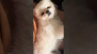 Spoiling Puppy Non-Stop with Pampering! 