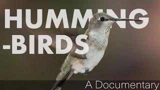 Hummingbirds - A Documentary