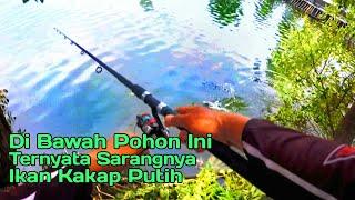 Gak Nyangka...!!! Di Bawah Pohon Ini Ternyata Sarang Ikan Kakap