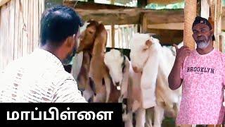 ஆட்டு மாப்பிள்ளை | Tika Bro Tamil comedy #trending #comedy