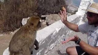 Monkey get entertained by Musician and Magician