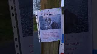 Anybody find the dog in Athlone, Ireland