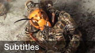 Giant hornet vs Japanese honeybees. Hot defensive bee ball.  (with subtitles)