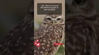 Fascinating World of Owls: 200 Species Worldwide #beautiful #the #life #english #birds