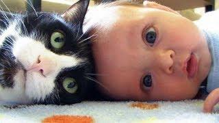 Baby and Cats Funny Compilation