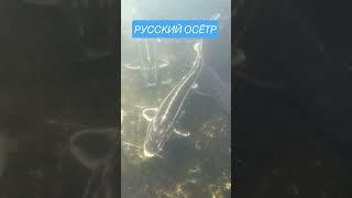 РУССКИЙ ОСЁТР/ подводная съемка