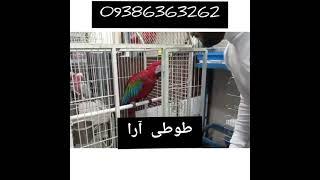 خرید فروش مشاوره طوطی مهندس مهدی فهامی 09386363262