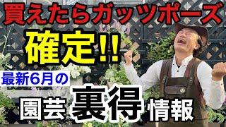 【もう入荷】梅雨に入るまでにこれが買えるかが勝負です！！！　　　【カーメン君】【園芸】【ガーデニング】【初心者】