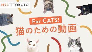 【猫が喜ぶ映像・猫が飽きない動画】ひも・動くネコなど Games For Cats！音あり30分