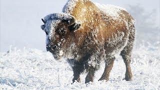 Yellowstone In Winter HD