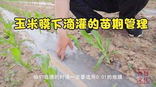 玉米膜下滴灌的苗期管理