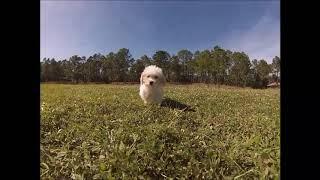 Maltipoo puppies for sale in Florida - Tampa - Miami - Orlando - Sarasota - Ft. Myers