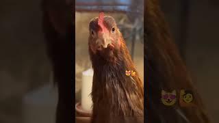 Some people too do ooo #viralvideo #birds #viralshorts #shorts #shortfeed #funny #funnyvideo #fyp