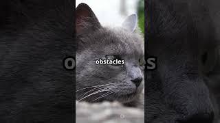 Whisker Wonders: The Secret Life Of Cat Whiskers #shorts #cats #animalfacts