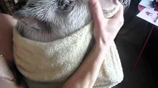 talking pig