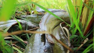 Very Lucky Fishing! Find & Catching a lot of Big Catfish & Snakehead Fish When Water Recede with Bro