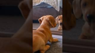 dog videos  | Funny pet's life | dog tv #shorts #maipm #roartube