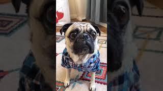 What’s poppin? - Shaq The Pug #Shorts